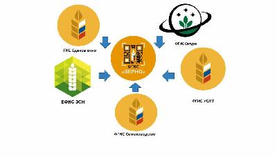 С 1 сентября 2024 года начнет свою работу Федеральная государственная информационная система в области семеноводства – ФГИС «Семеноводство»